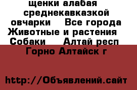 щенки алабая ( среднекавказкой овчарки) - Все города Животные и растения » Собаки   . Алтай респ.,Горно-Алтайск г.